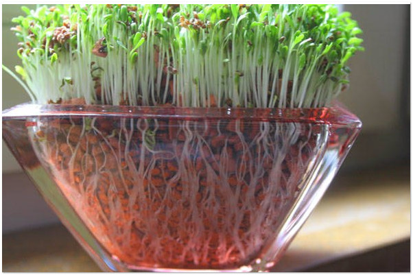 Кресс салат: польза и вред продукта долгожителей, применение