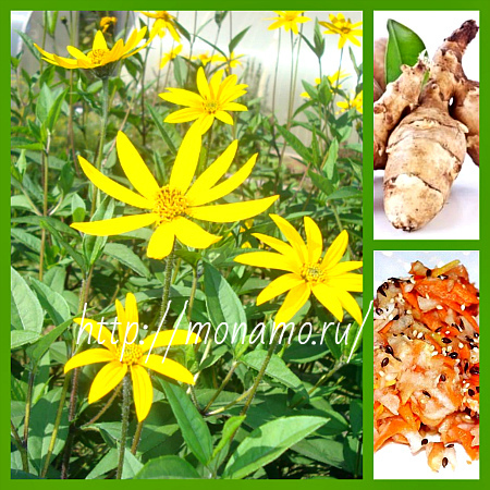 Топинамбур, новый, под заказ. Цена: 25 ₽ во Владивостоке