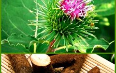 корень лопуха