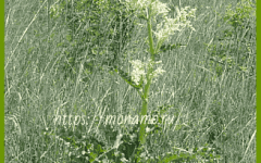 кислица конская