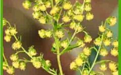 веточка полыни