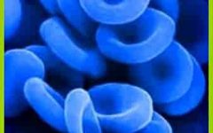 голубая кровь