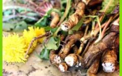 корень одуванчика