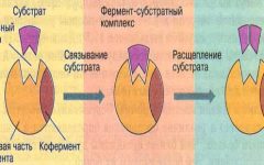 функции ферментов
