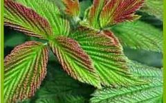 листья малины