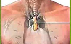 вилочковая железа