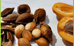 абрикосовые косточки