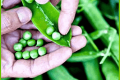 горох