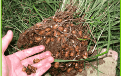 чуфа или земляной миндаль