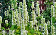 лофант тибетский