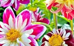 георгины однолетние посадка и уход