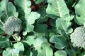 капуста брокколи фото выращивание и уход в открытом грунте