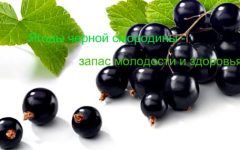 смородина полезные свойства и противопоказания