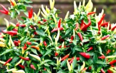 перец кайенский