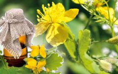 чистотел полезные свойства и противопоказания