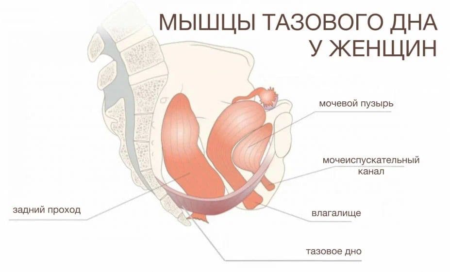 Физиологическое ослабление мышц тазового дна и основные методы терапии
